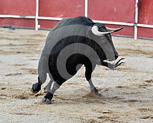 Bull in spain running in bullring