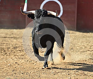 Bull in spain running in bullring