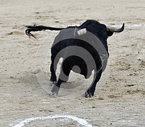 Bull in spain running in bullring