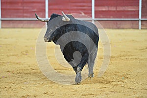 Bull in spain running in bullring