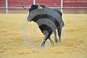 Bull in spain running in bullring