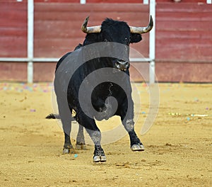 Bull in spain running in bullring