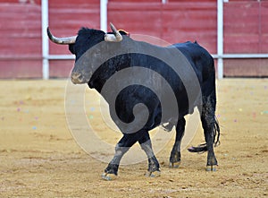 Bull in spain running in bullring