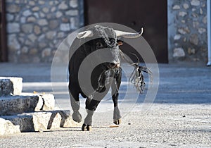 Bull in spain running in bullring