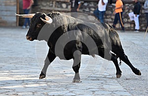 Bull in spain running in bullring