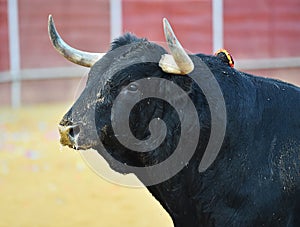 Bull in spain running in bullring