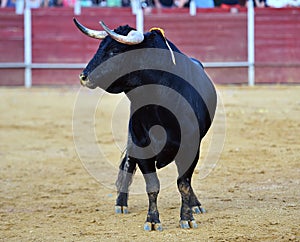 Bull in spain running in bullring