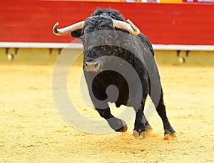 Bull in spain running in bullring