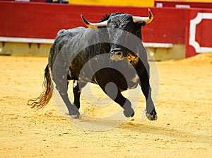 Bull in spain running in bullring