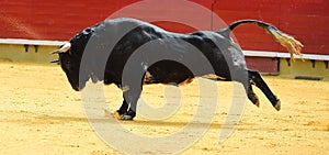 Bull in spain running in bullring