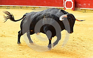 Bull in spain running in bullring