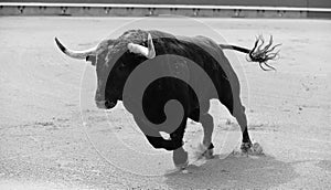 Bull in spain running in bullring