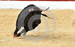 Bull in spain running in bullring