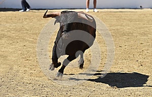 Bull in spain running in bullring