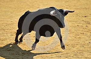 Bull in spain running in bullring