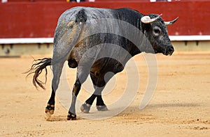 Bull in spain running in bullring