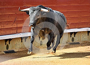 Bull in spain running in bullring