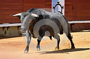 Bull in spain running in bullring