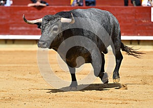 Bull in spain running in bullring