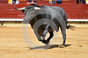 Bull in spain running in bullring