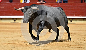 Bull in spain running in bullring