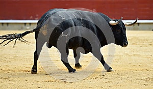 Bull in spain running in bullring