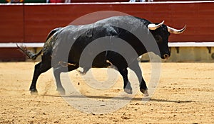 Bull in spain running in bullring