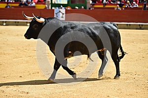 Bull in spain running in bullring