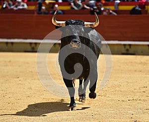 Bull in spain running in bullring