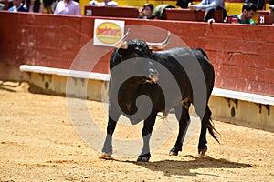 Bull in spain running in bullring