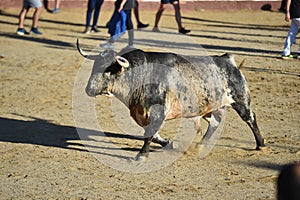 Bull in spain running in bullring