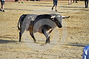 Bull in spain running in bullring