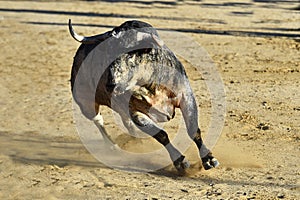 Bull in spain running in bullring