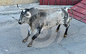 Bull in spain running in bullring