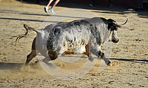 Bull in spain running in bullring