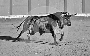 Bull in spain running in bullring