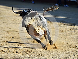 Bull in spain running in bullring