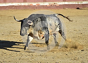 Bull in spain running in bullring