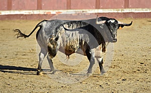 Bull in spain running in bullring