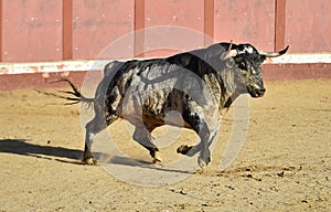 Bull in spain running in bullring