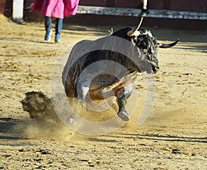 Bull in spain running in bullring