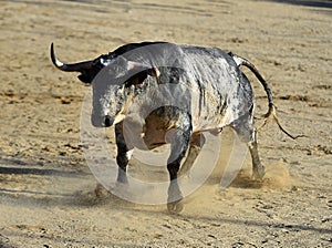 Bull in spain running in bullring