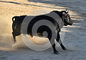 Bull in spain running in bullring