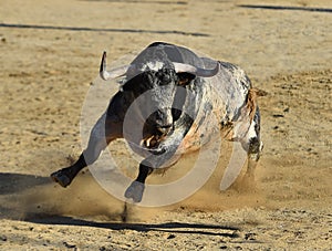 Bull in spain running in bullring