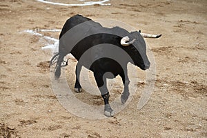 Bull in spain running in bullring