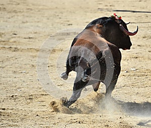 Bull in spain running in bullring