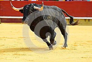 Bull photo