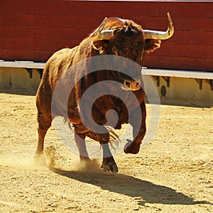 Bull photo