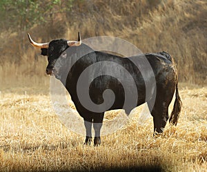 Bull photo