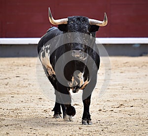 Bull photo